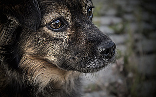 Po cmentarzu w Elblągu błąka się pies. Jego złapanie będzie kosztować ponad 1000 złotych